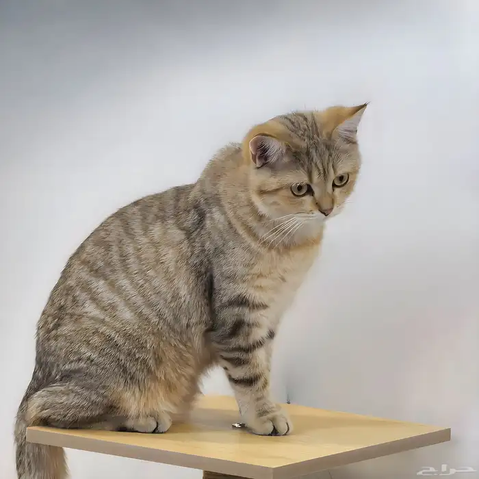 برتش ذكر تايقر(تم البيع) British Tiger male 0