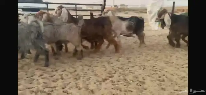 للبيع جفار عوارض حمر بفحلها 15