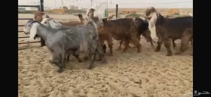 للبيع جفار عوارض حمر بفحلها 19