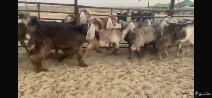 للبيع جفار عوارض حمر بفحلها 0