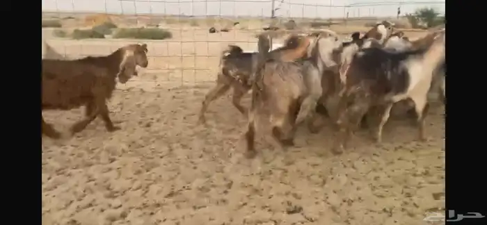 للبيع جفار عوارض حمر بفحلها 3