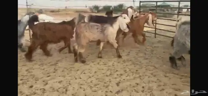 للبيع جفار عوارض حمر بفحلها 14