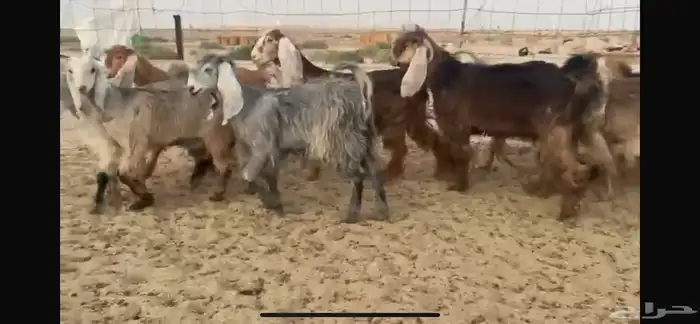 للبيع جفار عوارض حمر بفحلها 18