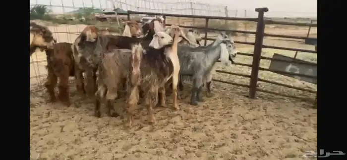 للبيع جفار عوارض حمر بفحلها 2