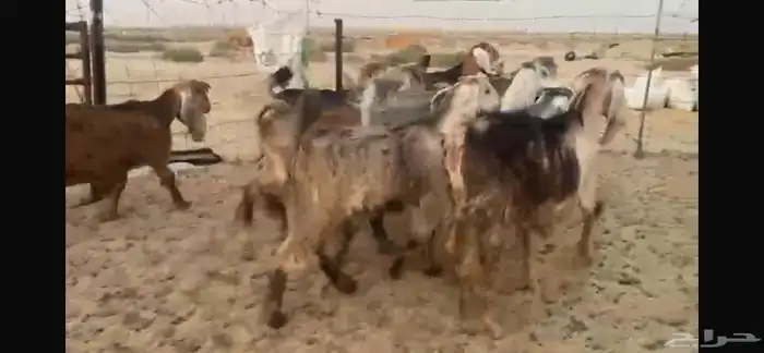 للبيع جفار عوارض حمر بفحلها 4