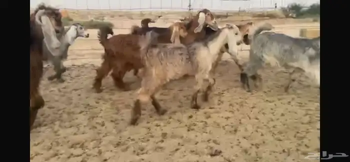 للبيع جفار عوارض حمر بفحلها 13