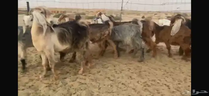 للبيع جفار عوارض حمر بفحلها 6