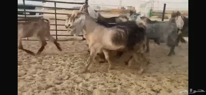 للبيع جفار عوارض حمر بفحلها 5