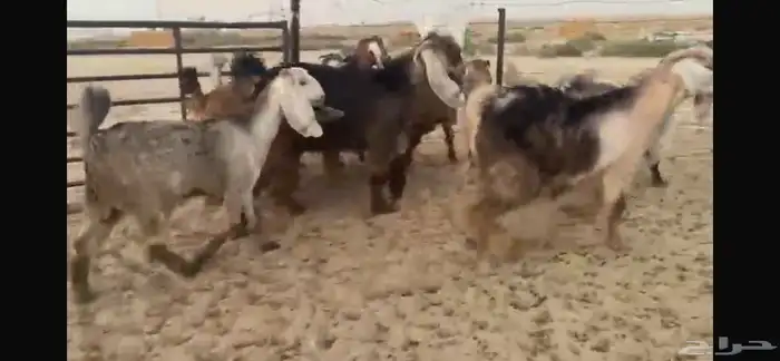 للبيع جفار عوارض حمر بفحلها 17