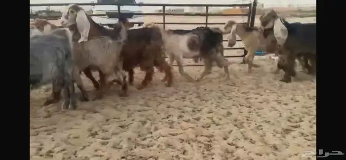 للبيع جفار عوارض حمر بفحلها 16