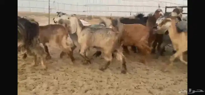 للبيع جفار عوارض حمر بفحلها 8