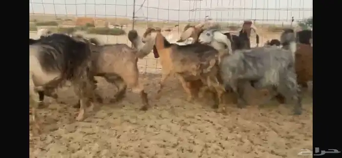 للبيع جفار عوارض حمر بفحلها 7