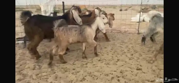 للبيع جفار عوارض حمر بفحلها 12