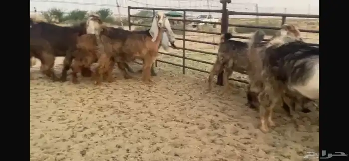 للبيع جفار عوارض حمر بفحلها 11