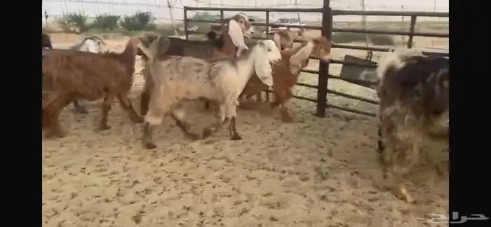 للبيع جفار عوارض حمر بفحلها 9