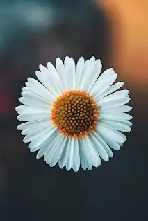 تسجيل الضمان الاجتماعي المطور وحساب المواطن حل كل المشاكل 0