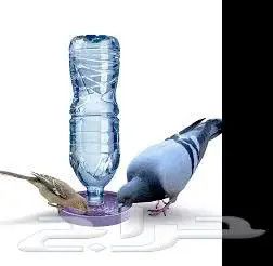 طيور زينة ومستلزماتها محل نوادر خميس مشيط 75