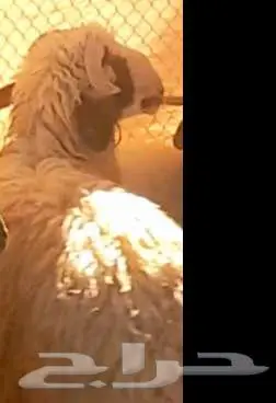 طلي مشروع فحل و3 رخال نعيميات مقنوي لاعلي سوم 22