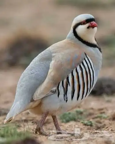شنير ليف جدا للبيع 0