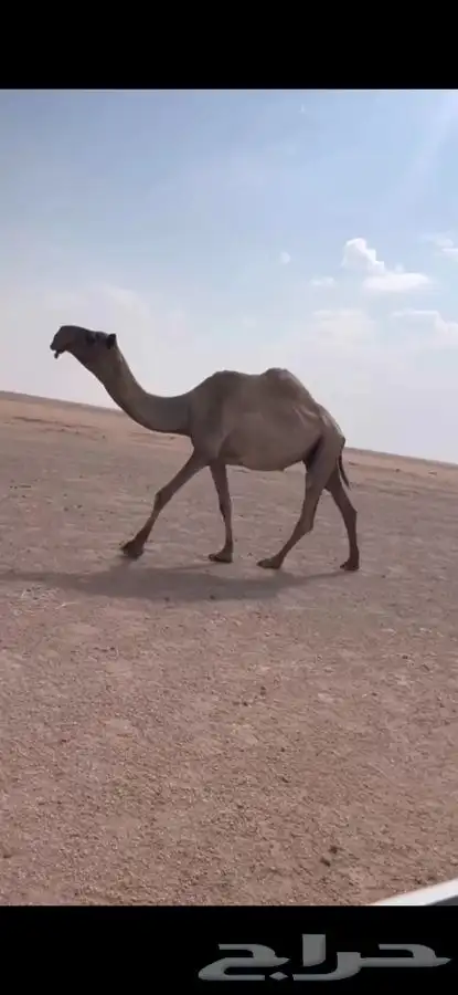 للبيع لقحه صفر ا ملاقي كفووو 0