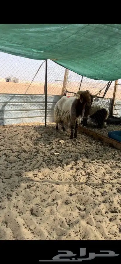 خرفان قريع شرط واشباب 3