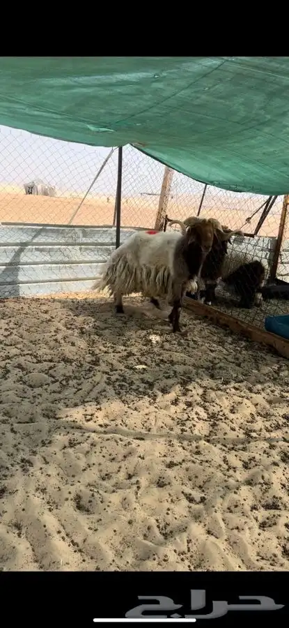 خرفان قريع شرط واشباب 2