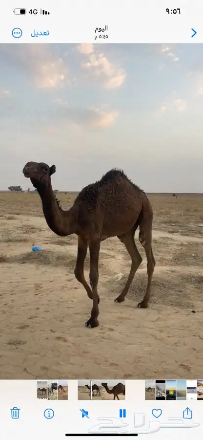 حشو قصب للبيع 1