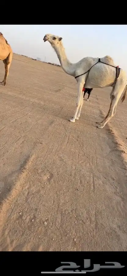 عشرا بكر كفو 0