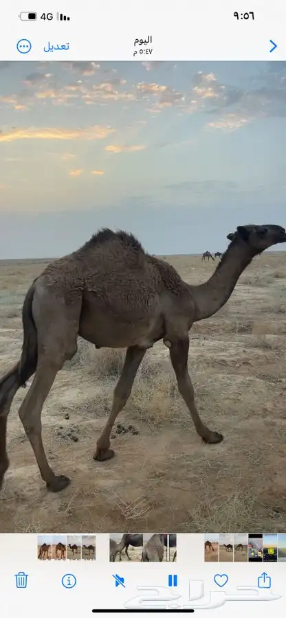 حشو قصب للبيع 0