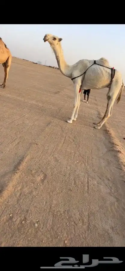 عشرا بكر كفو 1
