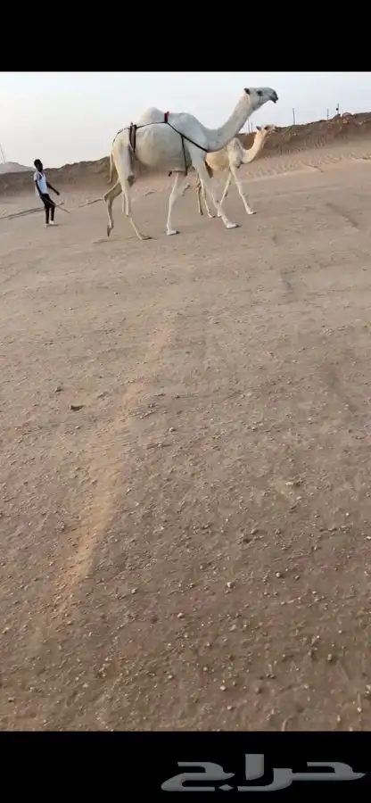 عشرا بكر كفو 2