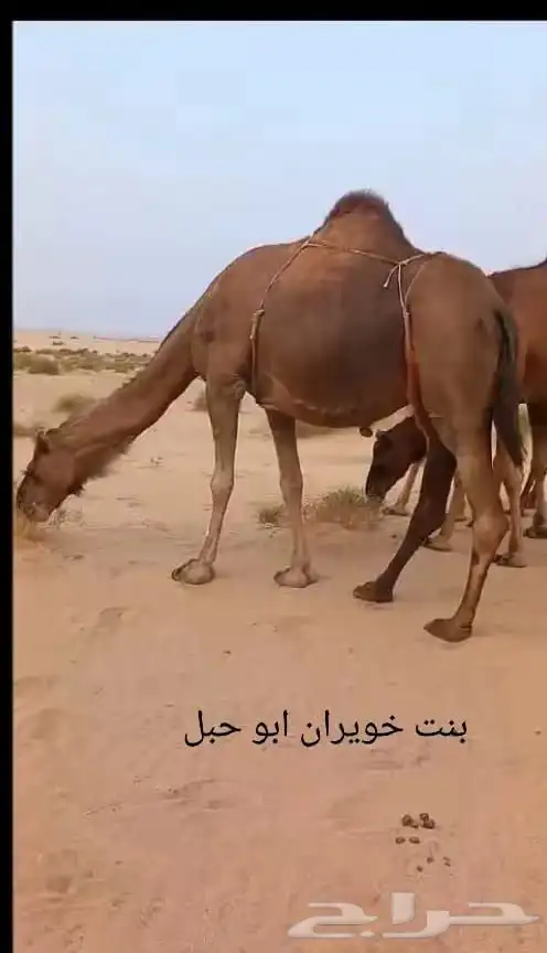 الفحل خويران داخل حق ظهر وبطن 2
