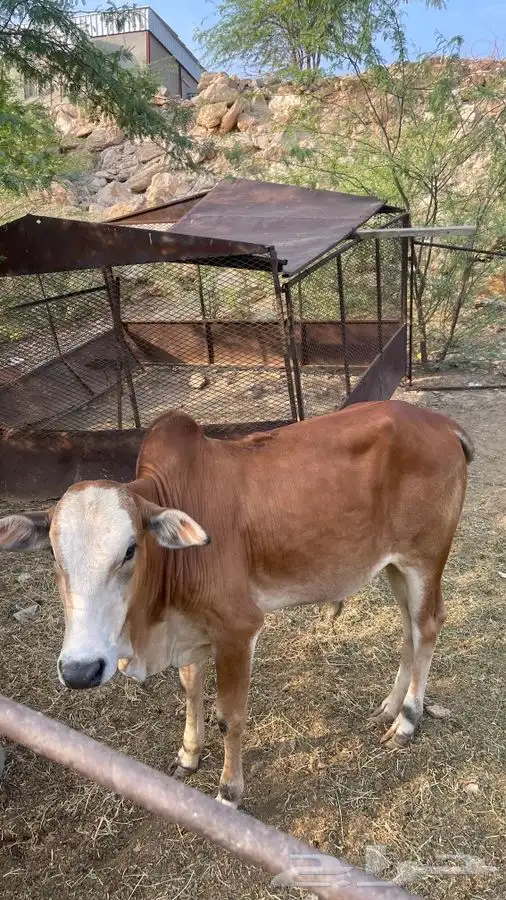 نهد عمره حوالي سنة 0