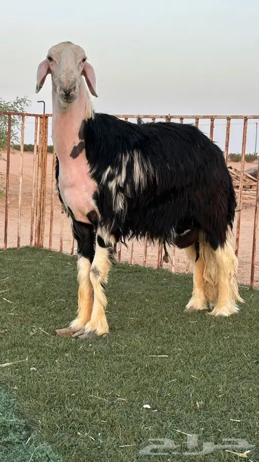 فحل نجدي مشروط 1