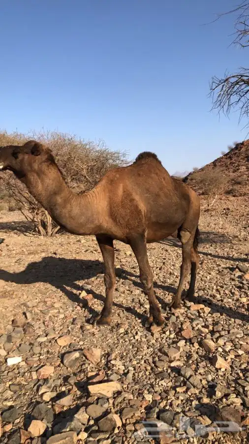 اعرض لكم جمل حمر طيب 0