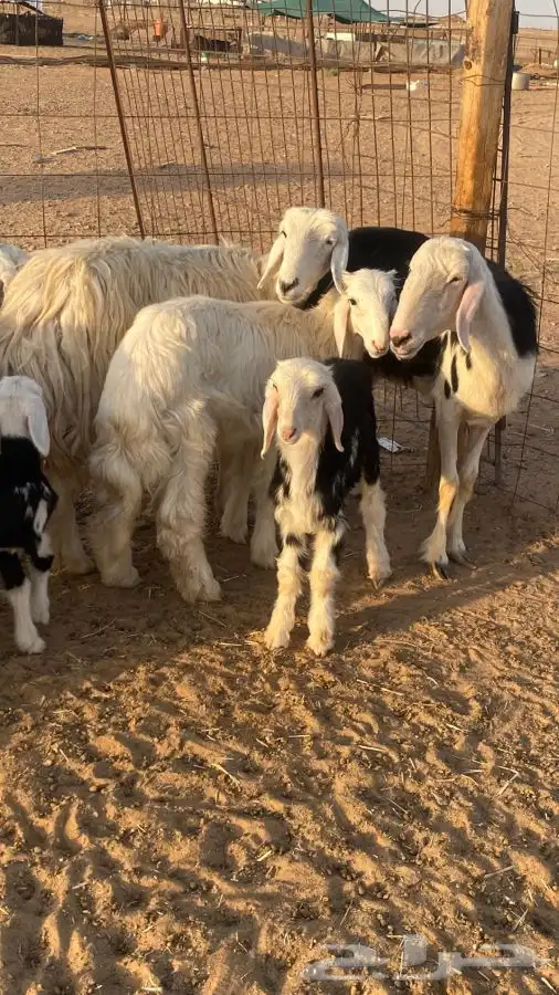 نجد مواليد((( تم البيع))) 1