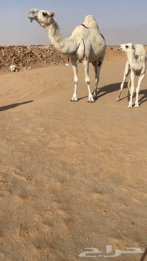 عشرا بكر 0