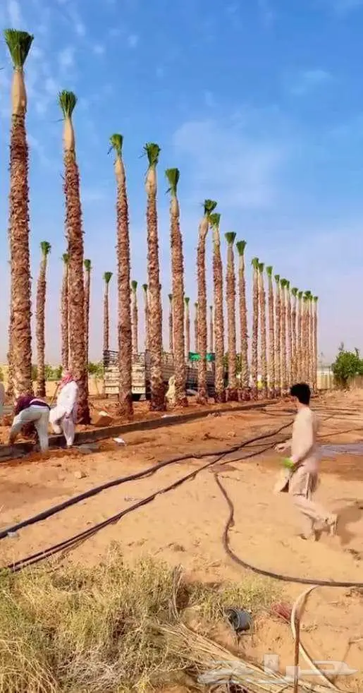 نخل واشنطني واشنطونياء واشنطن واشنطوني 6
