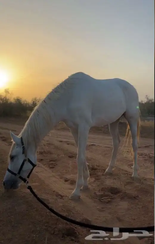 فرس . خيل. شعبي 2