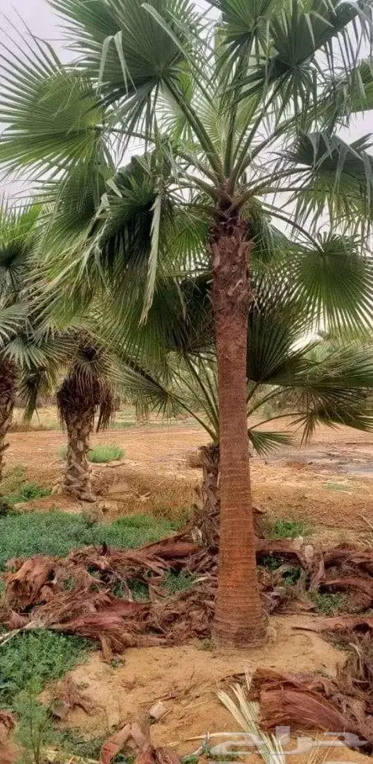 نخل واشنطني واشنطونياء واشنطن واشنطوني 17