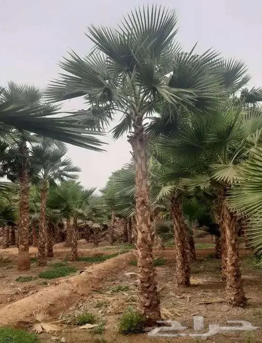 نخل واشنطني واشنطونياء واشنطن واشنطوني 10