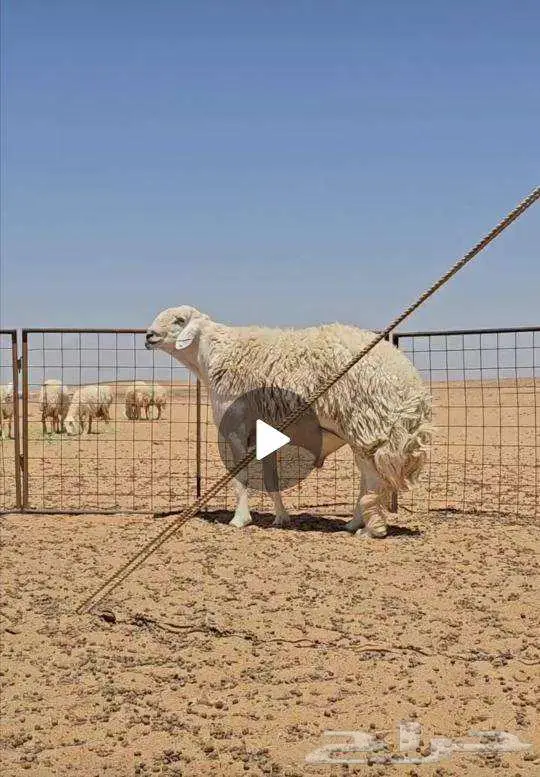 مشروع فحل صنف 2