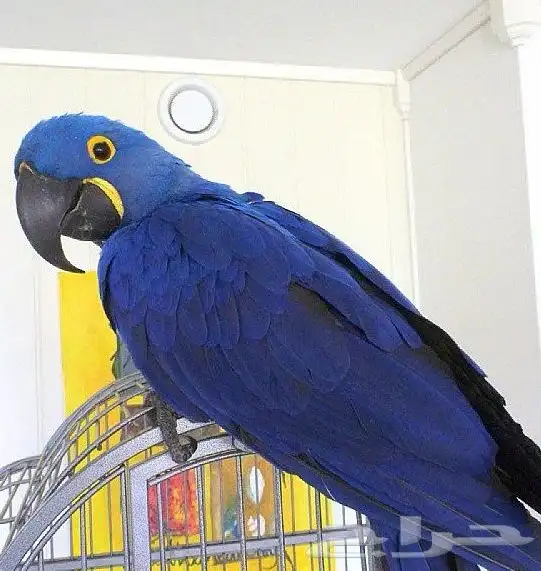 أبي طيور للتبني 4