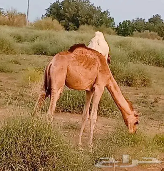 قعود بلدي 2