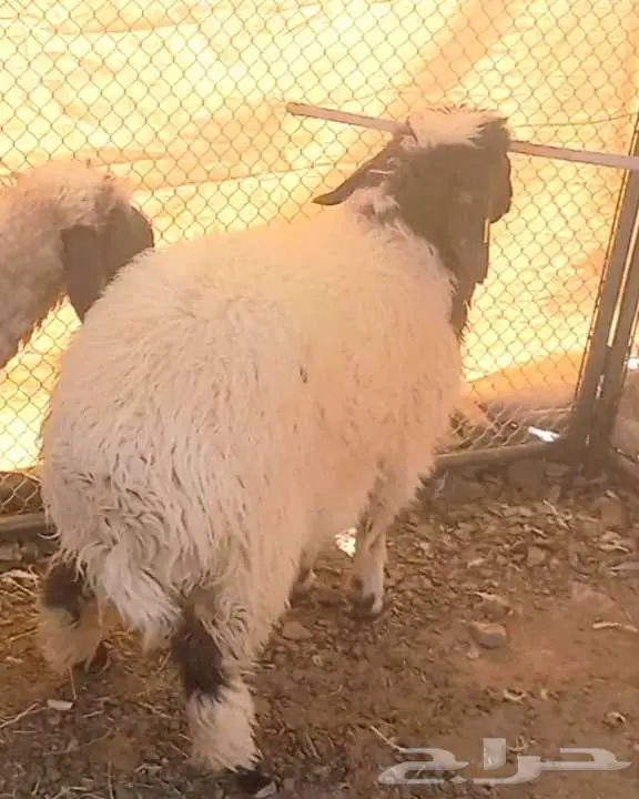 طلي مشروع فحل و3 رخال نعيميات مقنوي لاعلي سوم 4