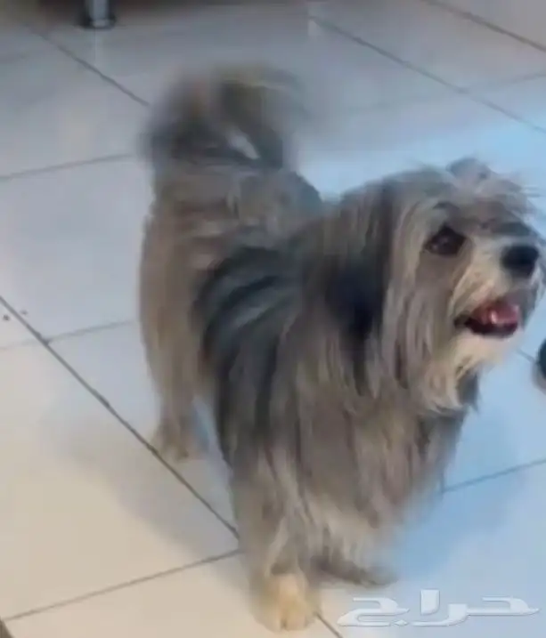 كلاب مالتيز 3