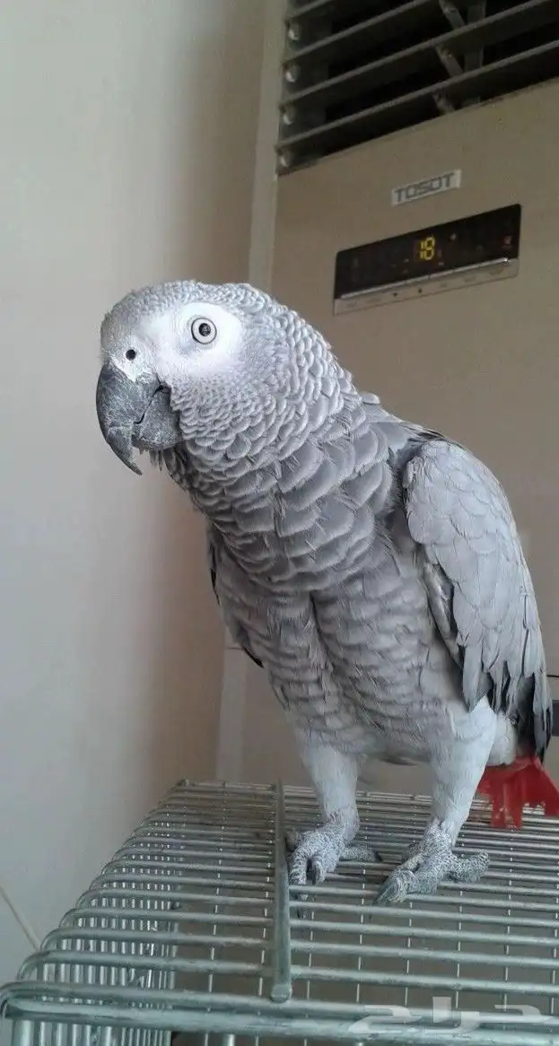 أبي طيور للتبني 1