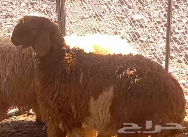 طلي مشروع فحل و3 رخال نعيميات مقنوي لاعلي سوم 8