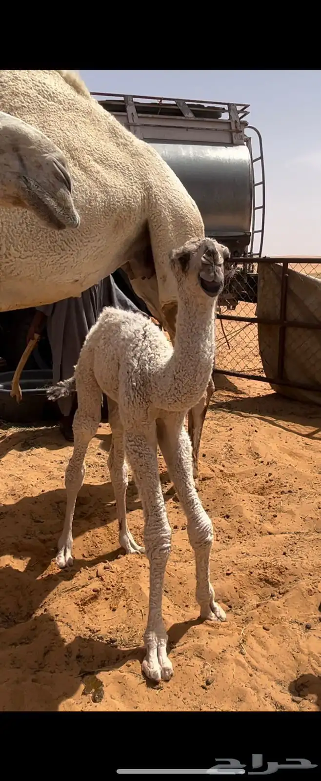 للبيع الفحل الاشقح الباتلي الكفووو 6