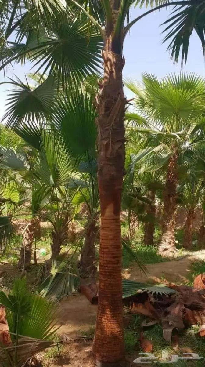 نخل واشنطني واشنطونياء واشنطن واشنطوني 34